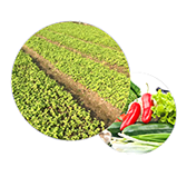 农副产品配送公司：专业稳定，安心养生。