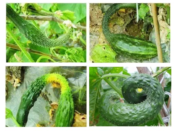 黄瓜长成＂歪瓜裂枣＂ 广州蔬菜配送教你如何预防