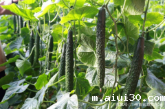 自己种菜跟买的菜区别在哪？广州蔬菜配送告诉你