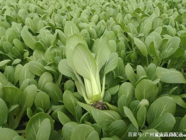 哪些蔬菜像牛奶一样补钙？广州蔬菜配送公司告诉你