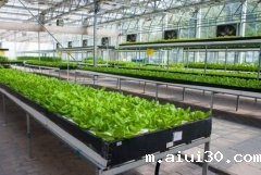 水培蔬菜在蔬菜伟德app登录教程下载中占比越来越高