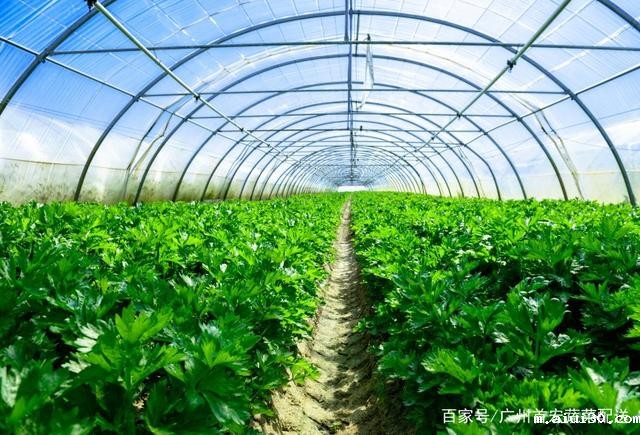 茄果类蔬菜最怕大风天气，种植户该如何防范？