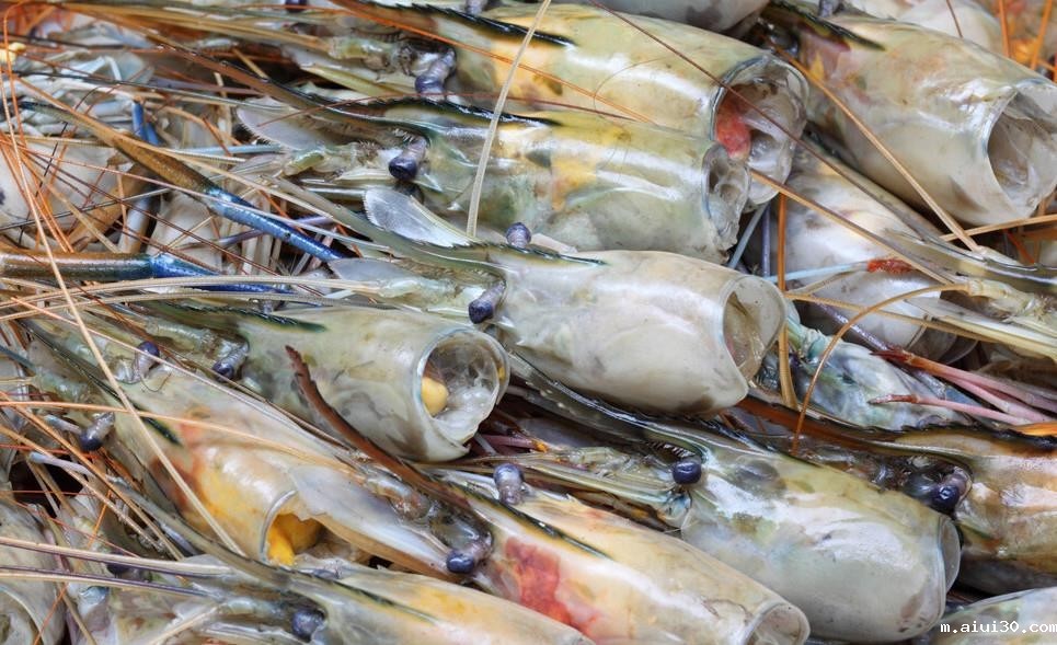 虾头里面是“精华”还是“屎”?究竟能吃吗?爱吃虾的快看看吧