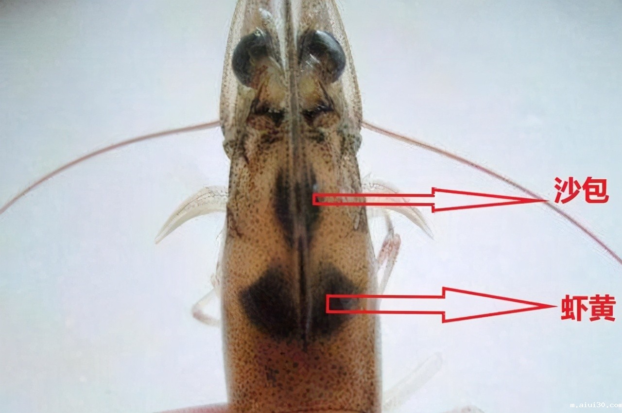 虾头里面是“精华”还是“屎”?究竟能吃吗?爱吃虾的快看看吧