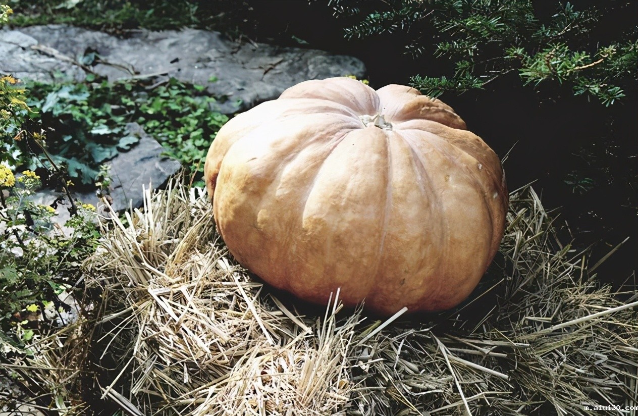 还在靠吃蔬菜减肥?世卫组织早将这3种蔬菜,拉入“升脂”名单