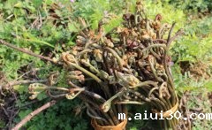 野生蕨菜含致癌物质？为什么有的人说可以吃，有的说不能吃