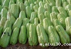 专业蔬菜配送：如何管理佛手瓜苗？掌握这些管理技术，佛手瓜产量翻