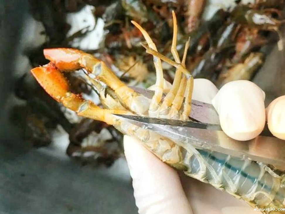 懒货用洗衣机洗小龙虾,洗完却后悔了,教你4招轻松清洗小龙虾