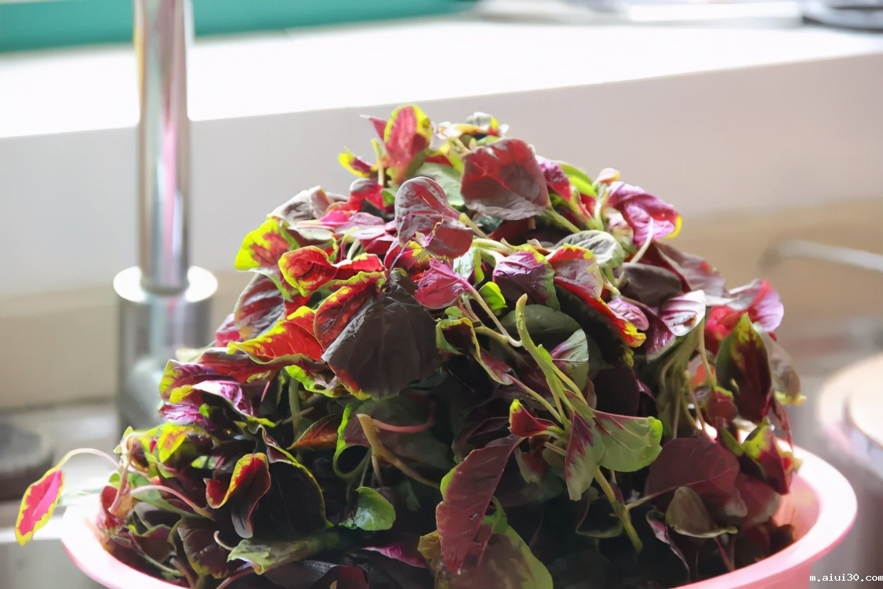 夏天这几种应季蔬菜,一定别错过,含钙量比牛奶高