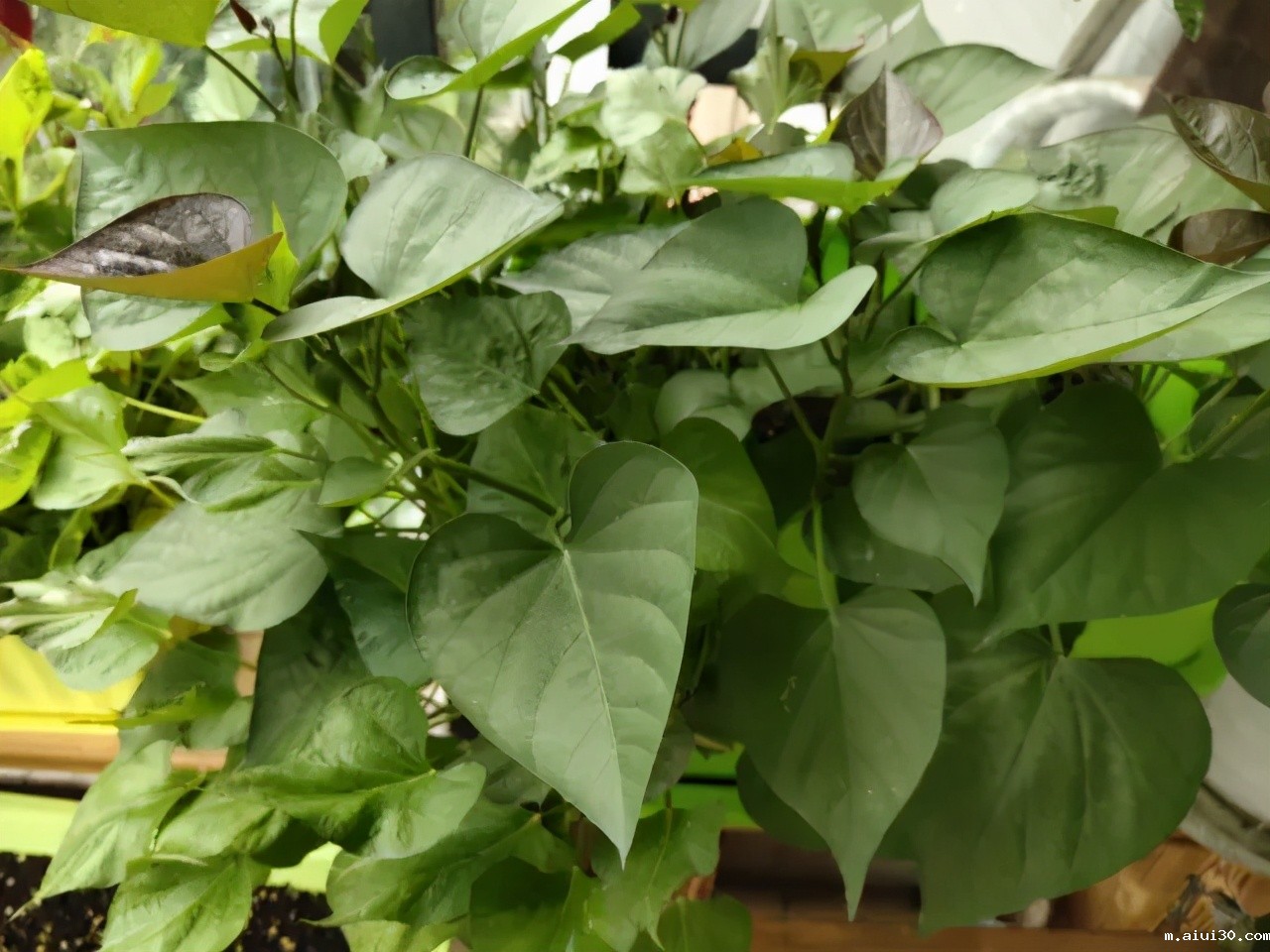 夏天这几种应季蔬菜,一定别错过,含钙量比牛奶高