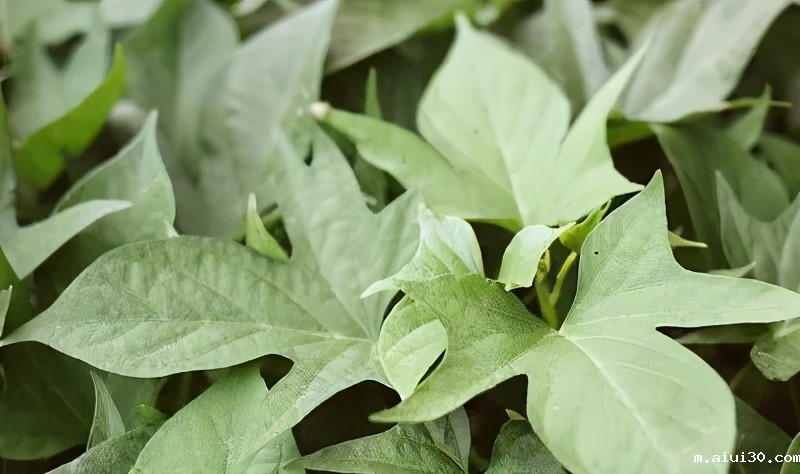 这十种蔬菜最便宜才2毛钱一斤!含钙量却比牛奶高(2)