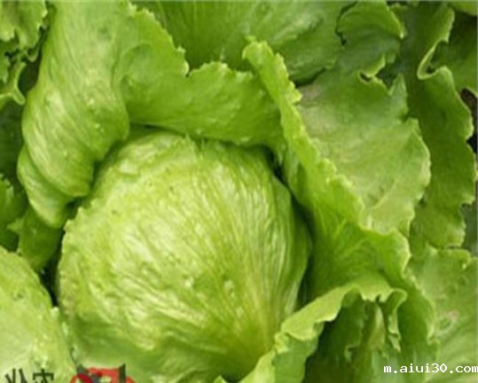 “蔬菜皇后”———球生菜在国内和欧美国家中的饮食文化魅力