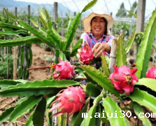 学校蔬菜配送：火龙果夏季落花落果的原因有哪些？