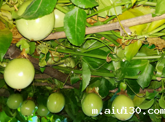 学校食堂食材配送：高温天气，如何提高百香果结实率？