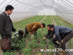 新鲜水果蔬菜配送：伏天蔬菜生产管理应采取哪几项措施？