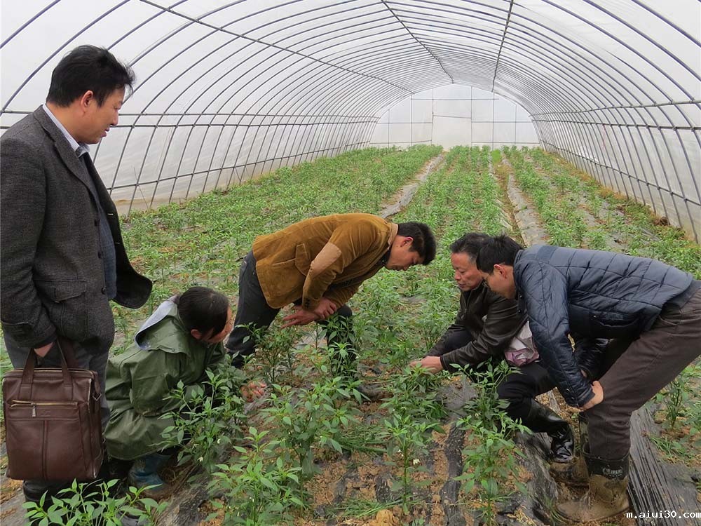 新鲜水果蔬菜配送:伏天蔬菜生产管理应采取哪几项措施?