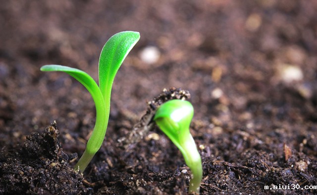 广州幼儿园蔬菜配送:蔬菜施用生物菌肥的注意事项