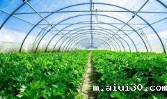 广州生鲜配送：多雨季到来，蔬菜管理关乎着这一整年的收入！