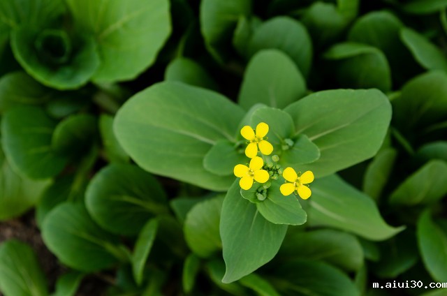 无公害绿色蔬菜的种植方法大分享,想学的过来看,很实用