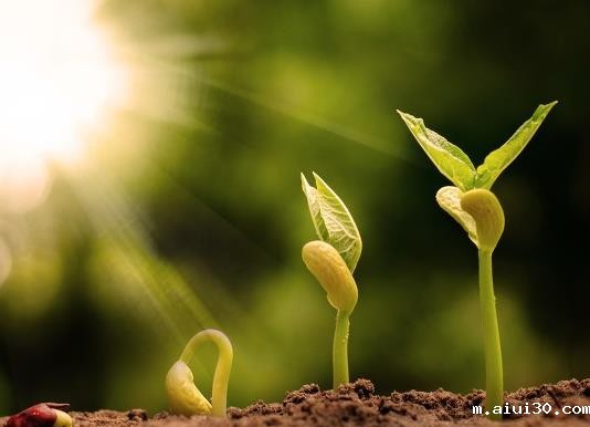 蔬菜种植中,种子催芽前有干法与湿法两种消毒方法,哪种更好呢?