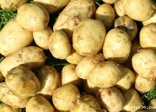 广州蔬菜公司：你知道生活中的土豆主要用途有哪些吗？