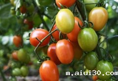 生鲜送货上门：现在的蕃茄怎么不见小时候的口感了