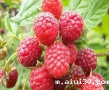 生鲜蔬菜配送中心：农村常见的野果子，你都吃过哪几种呢？