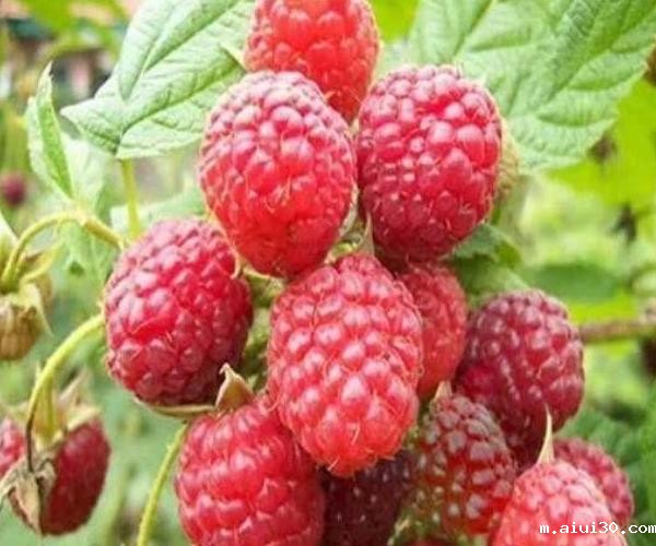 生鲜蔬菜配送中心:农村常见的野果子,你都吃过哪几种呢?