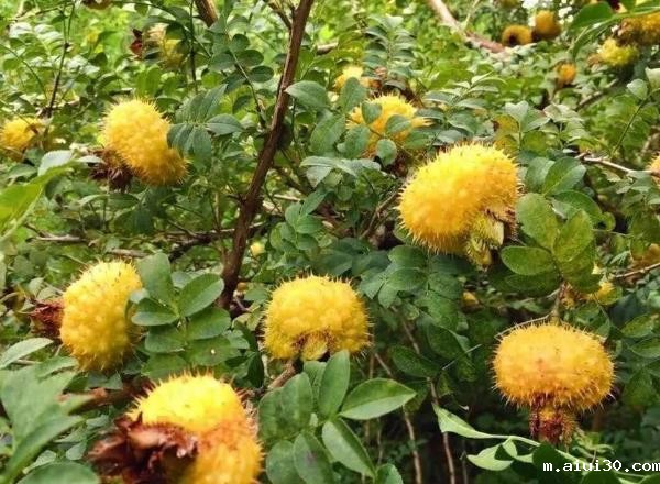 生鲜蔬菜配送中心:农村常见的野果子,你都吃过哪几种呢?