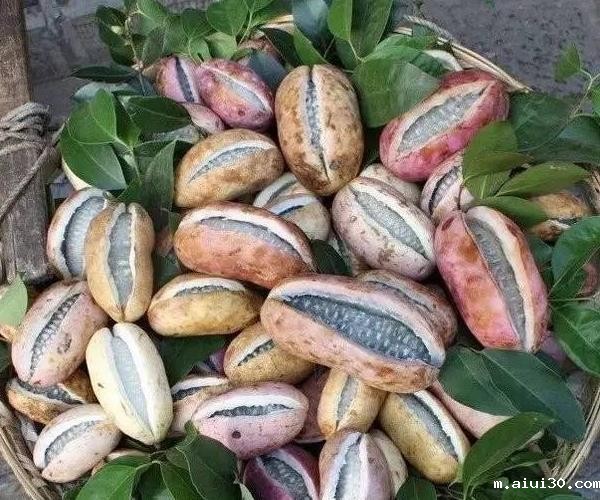 生鲜蔬菜配送中心:农村常见的野果子,你都吃过哪几种呢?