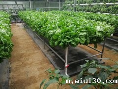 你知道平时经常吃的蔬菜生长需要哪些元素吗？