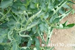 西红柿的各种卷叶情况出现的原因，以及解决办法