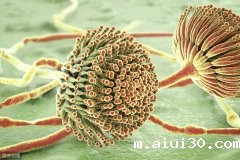 广州蔬菜配送公司告诉你黄曲霉素的危害