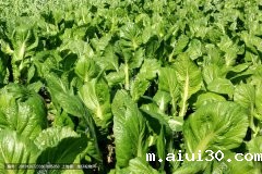 这八类食物是提高人体免疫力的好帮手