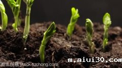 外企垄断中国蔬菜种子，坐地起价赚8成利润，国内出手自给率达87%