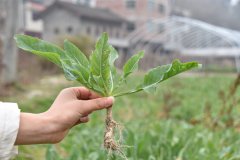 深度解读：板蓝根为什么被戏称为万能冲剂？